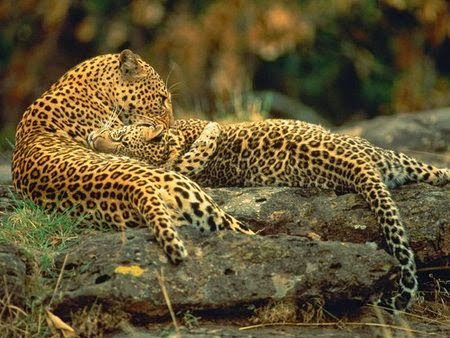 Любовь леопардов - природа, двое, хищники, любовь, леопарды, животные - оригинал