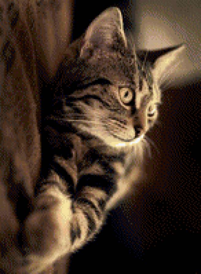 №782689 - звери, котенок, животные, кошки - предпросмотр