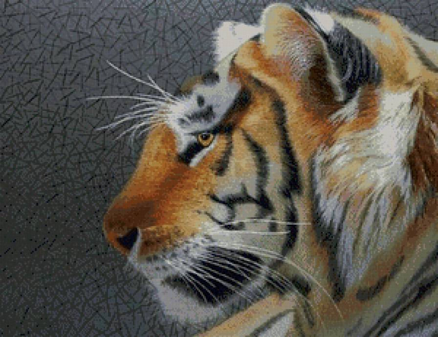 тигр - тигр, животные - предпросмотр