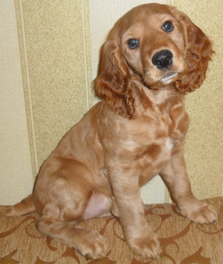 Щенок - оригинал