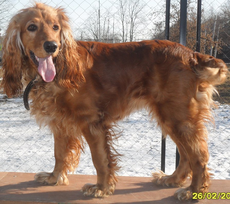 Собака - оригинал