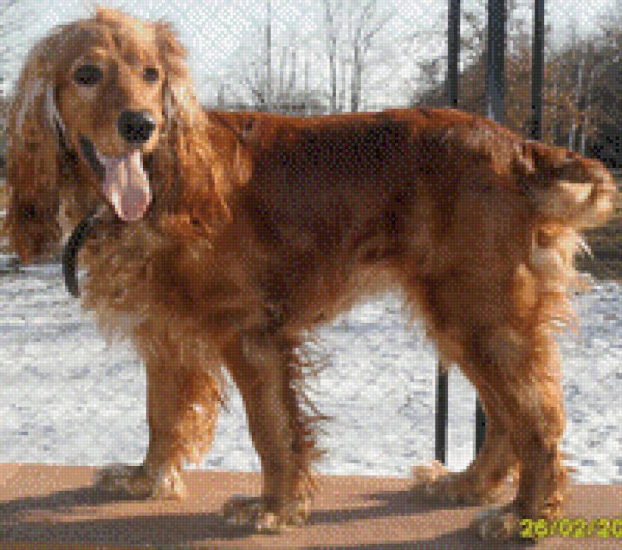 Собака - предпросмотр