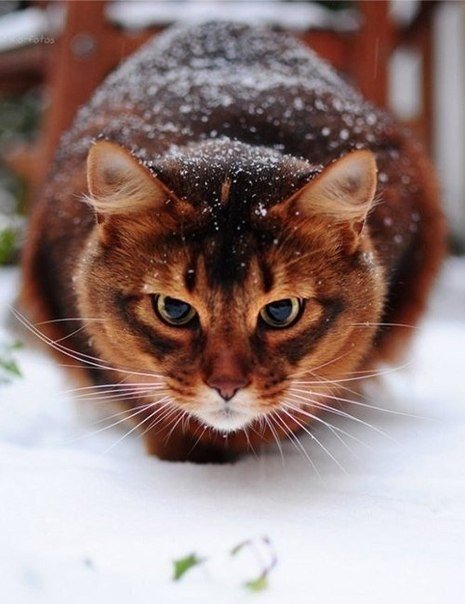 киска - оригинал