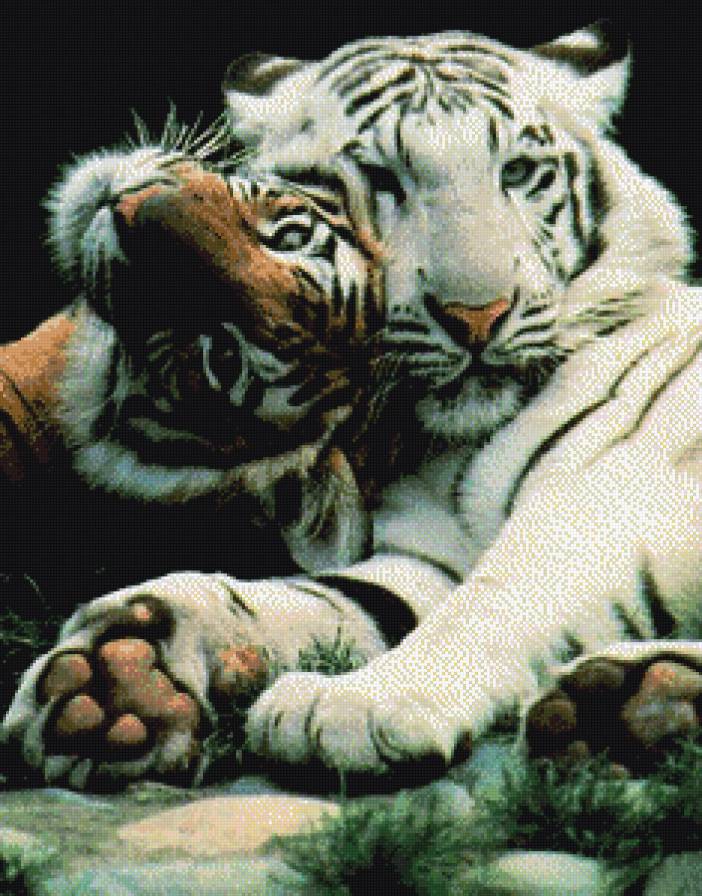 Тигры - животные, тигры, хищники - предпросмотр