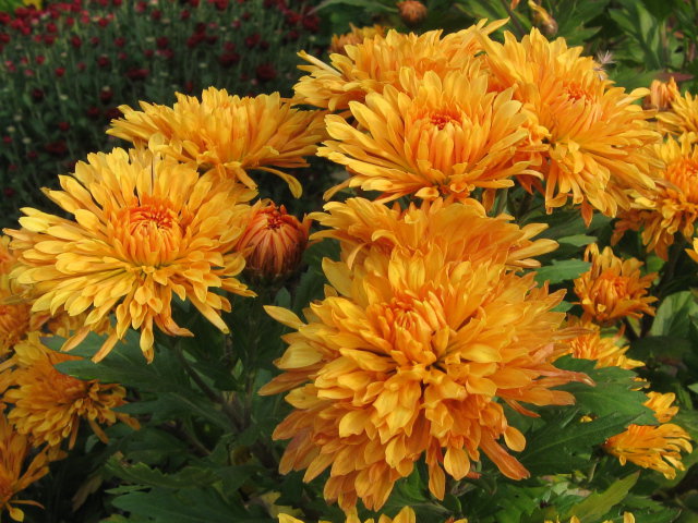 Хризантемы - хризантемы, цветы - оригинал