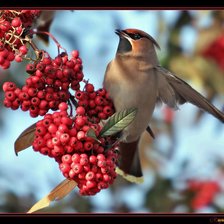 Схема вышивки «птица»