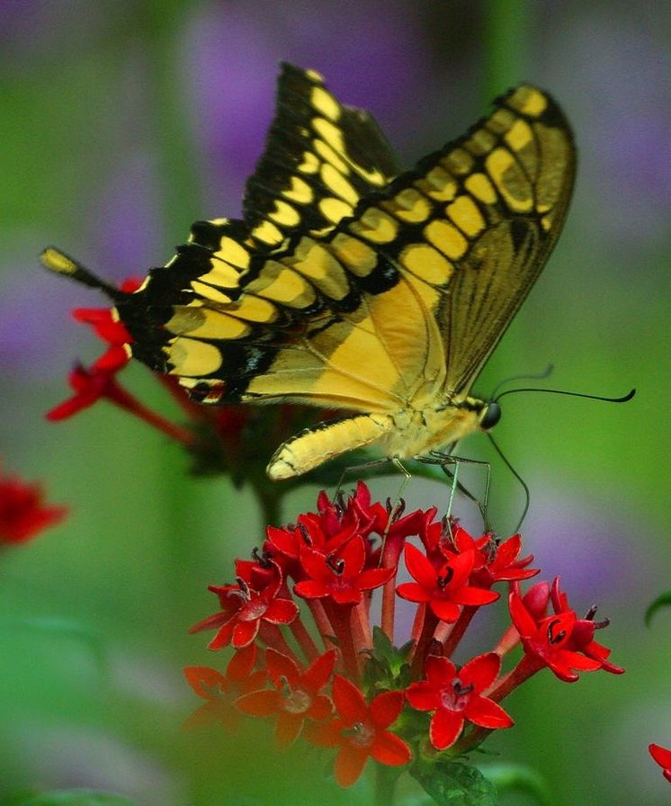 бабочка - оригинал