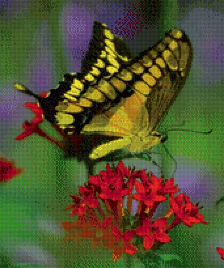 бабочка - предпросмотр