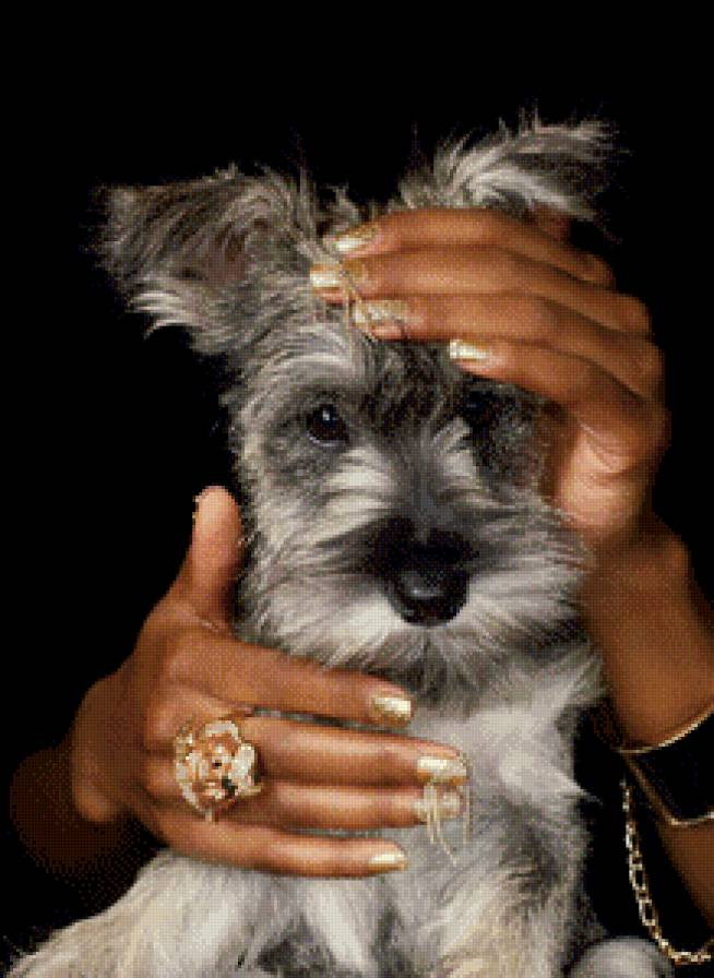 Собачка - животные, собачка - предпросмотр