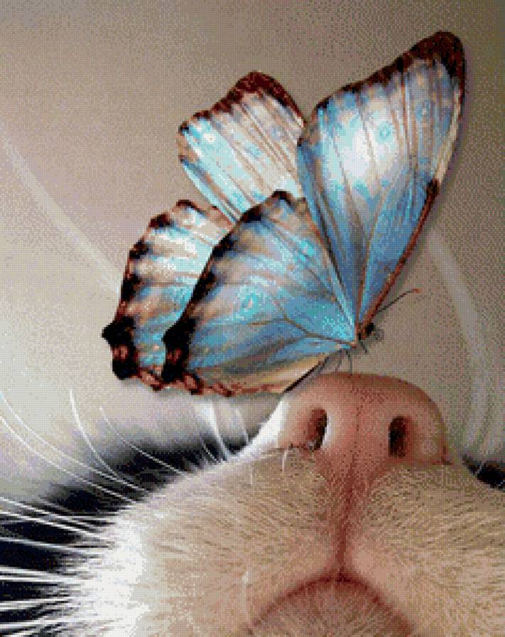 бабочка, кот - предпросмотр