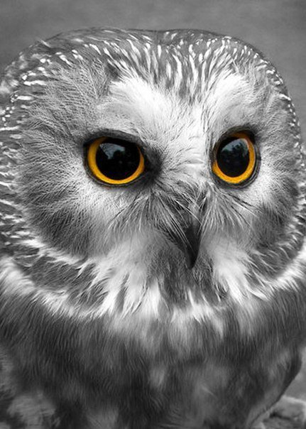 Сова - оригинал