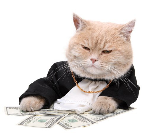 кот милионер - кот, деньги, животные - оригинал