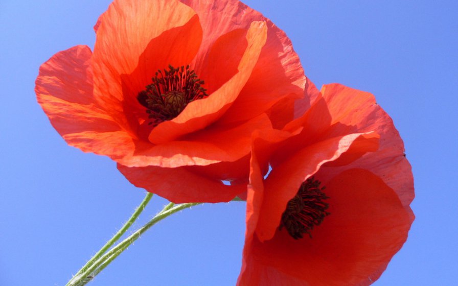 Маки на голубом - оригинал