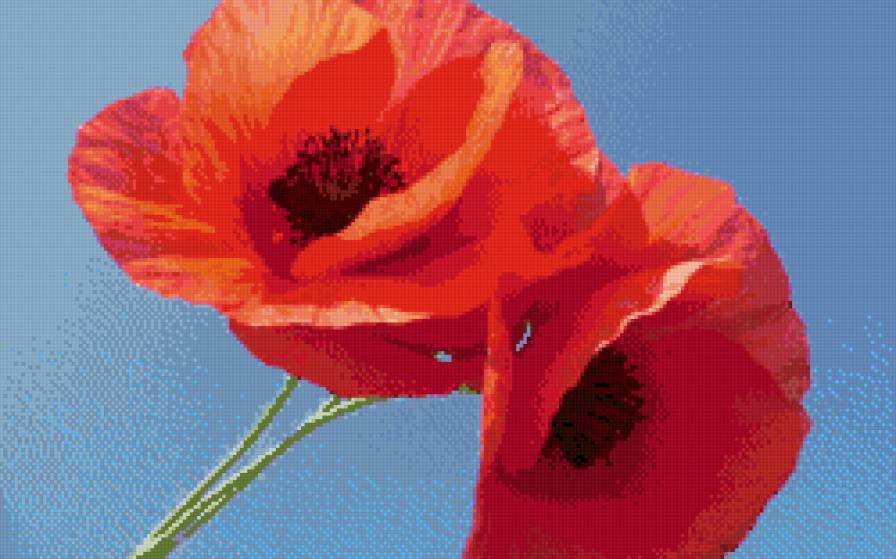 Маки на голубом - предпросмотр