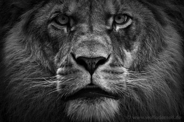 лев - взгляд, лев - оригинал