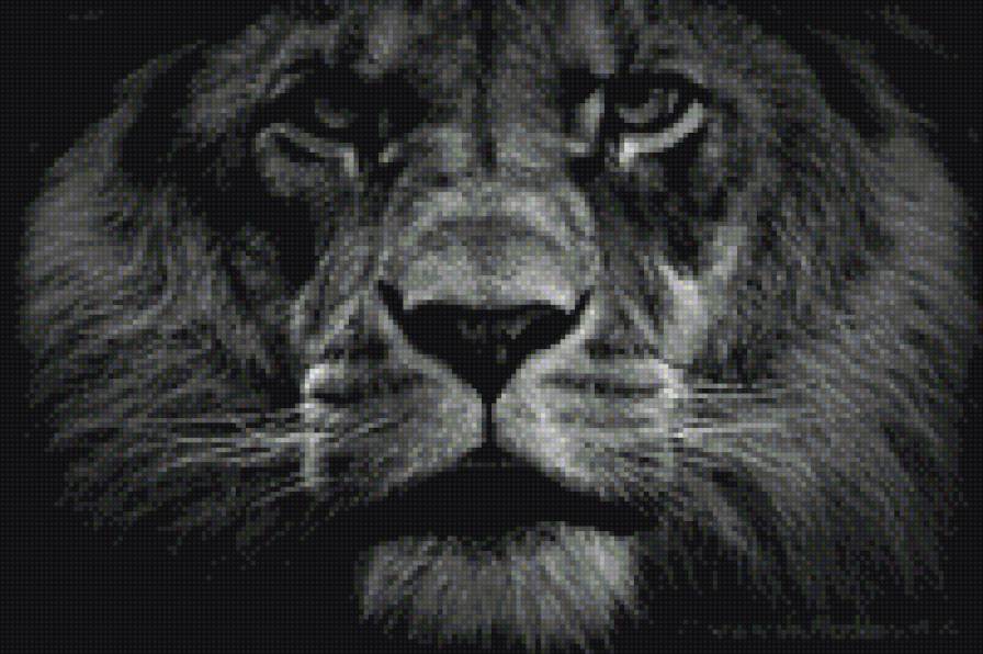 лев - взгляд, лев - предпросмотр