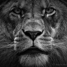 Схема вышивки «лев»