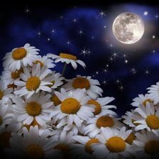 Схема вышивки «Ромашки при луне»