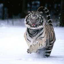 Схема вышивки «тигр»