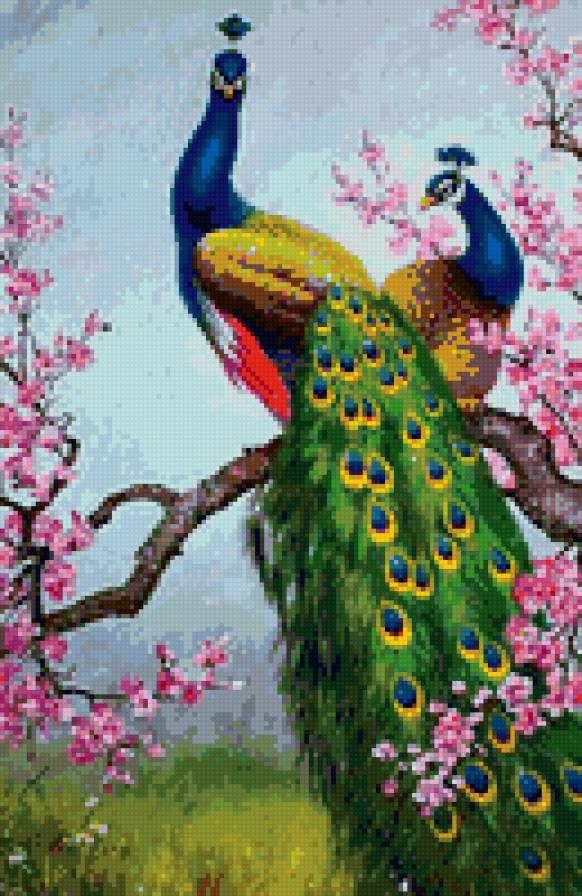 Два павлина - птицы, павлины - предпросмотр