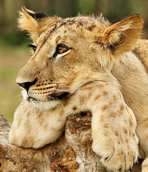 Львёнок - животные, львы - оригинал