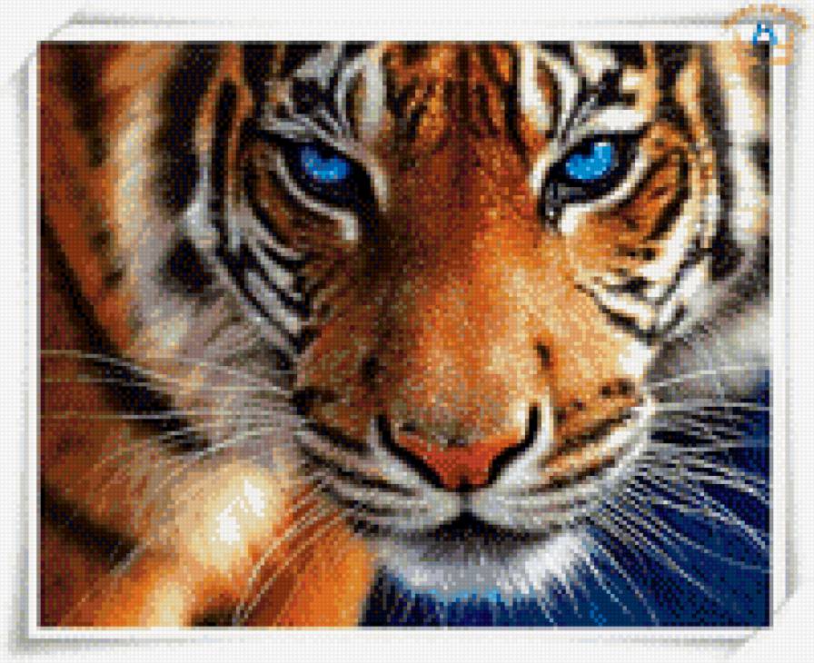 вгляд тигра - тигр - предпросмотр