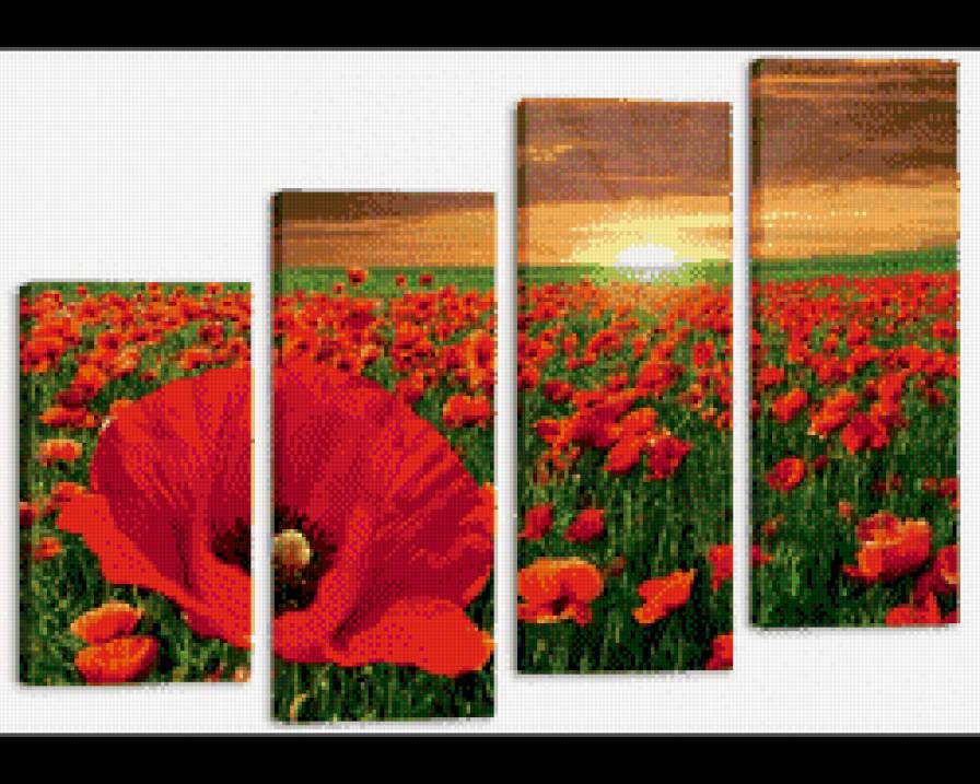 маковое поле на закате - маки - предпросмотр