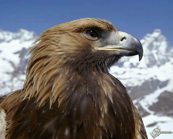 орёл - птицы - оригинал