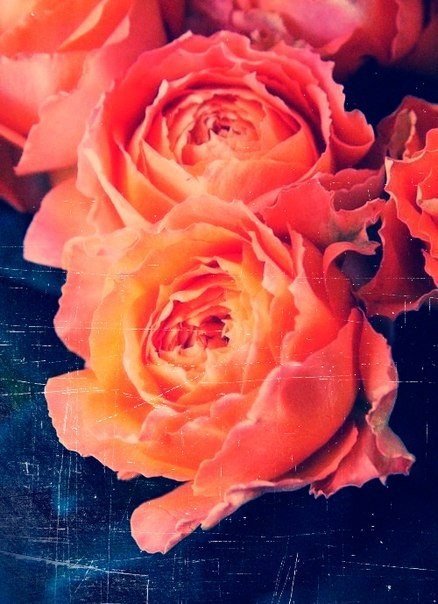 цветы - оригинал