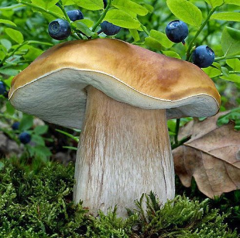 Гриб - растения - оригинал