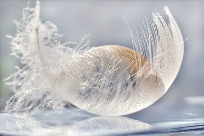 пёрышко - воздух, перо - оригинал