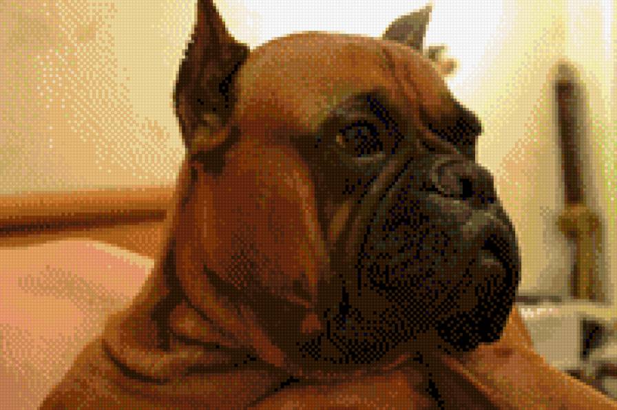 Джесс - боксер, собака - предпросмотр