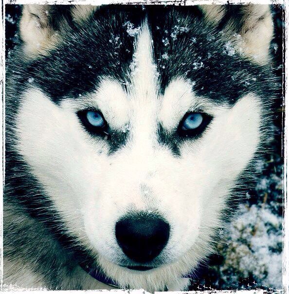 №785794 - животные, хаски, собаки, звери - оригинал
