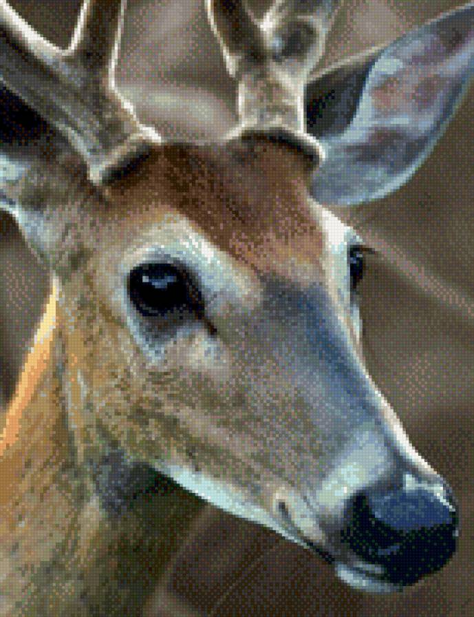 №785800 - олень, животные, звери - предпросмотр