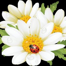 Схема вышивки «Ромашки»