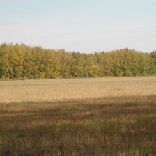 Схема вышивки «осенний лес»