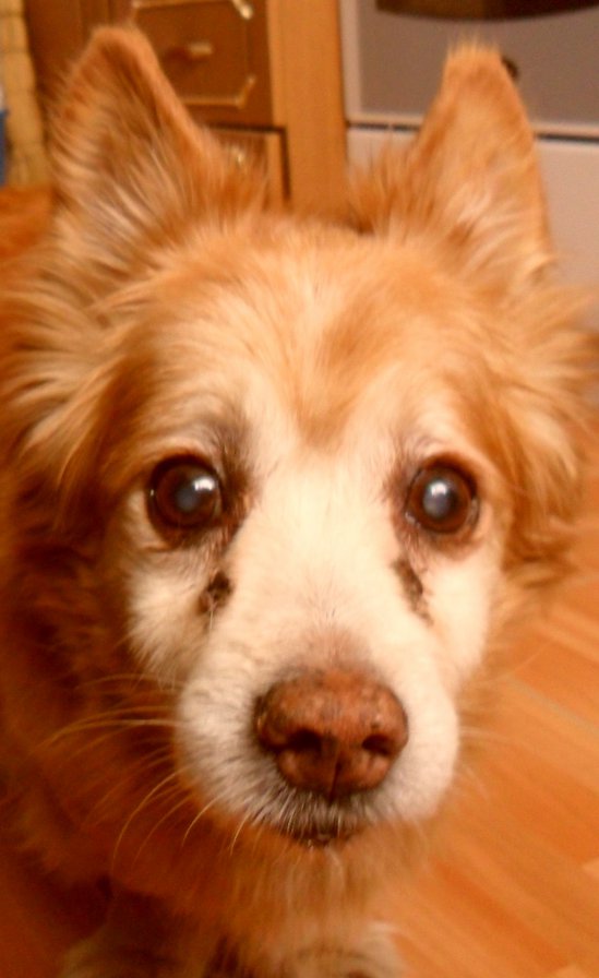 Собака - оригинал