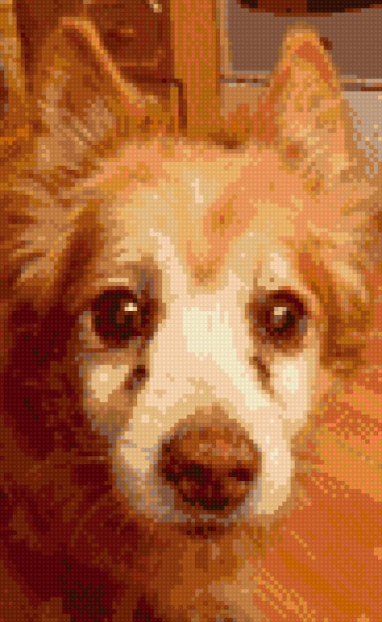 Собака - предпросмотр