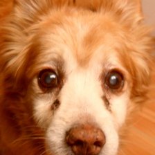 Схема вышивки «Собака»