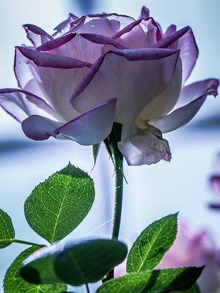 Роза - розы, цветы - оригинал