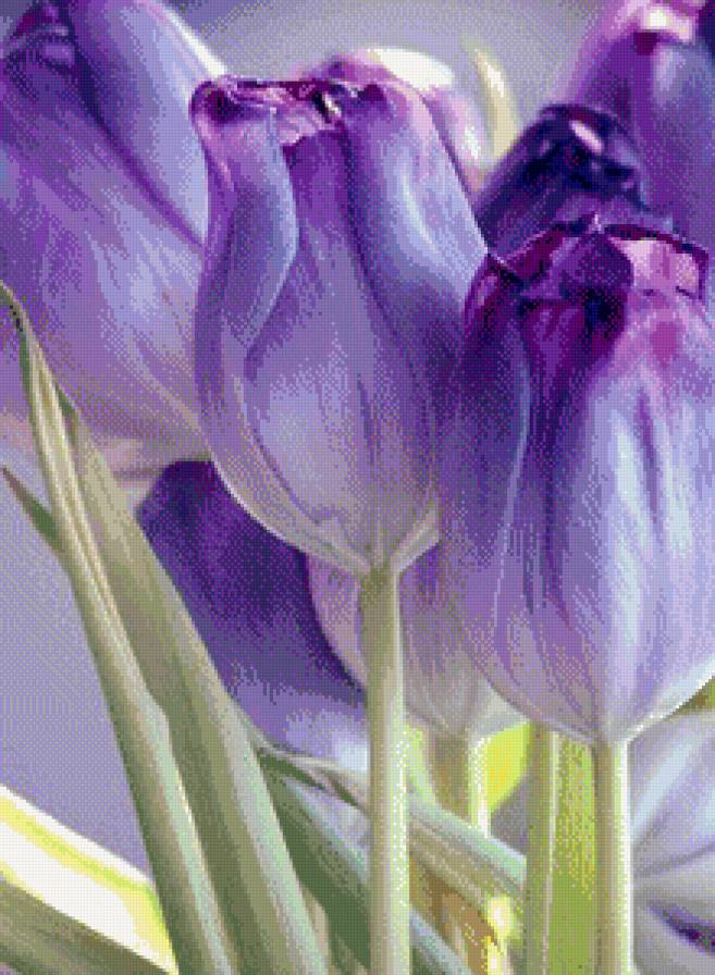 Тюльпаны - тюльпаны, цветы - предпросмотр