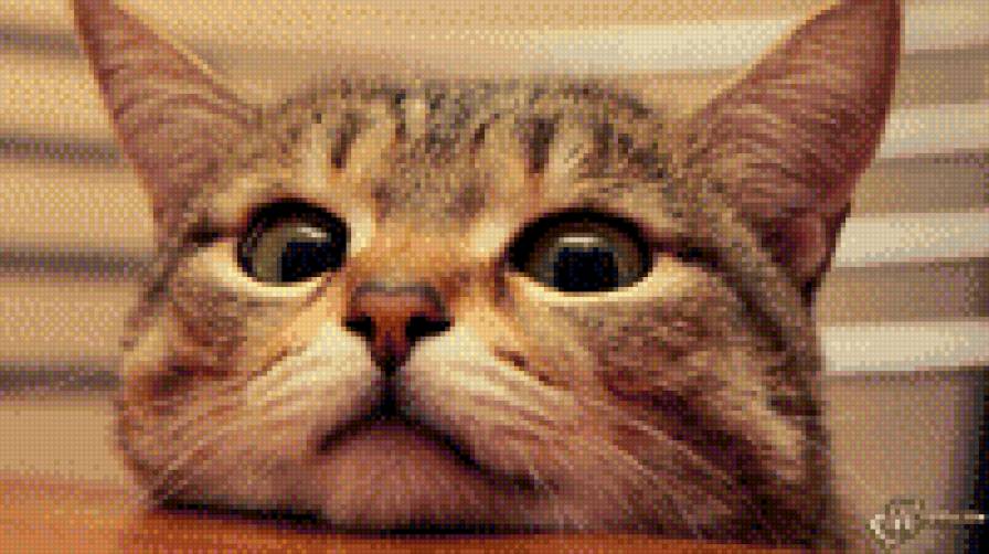 хитрюга - кошка, кот - предпросмотр