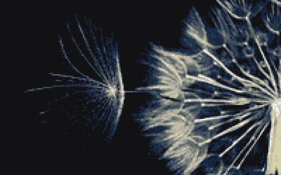 Одуваньчик - цветы - предпросмотр