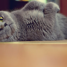 Схема вышивки «Кот»