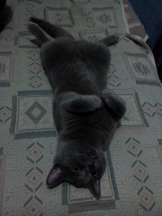 Кот на кровати - кот, британец - оригинал