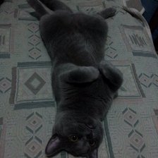 Схема вышивки «Кот на кровати»