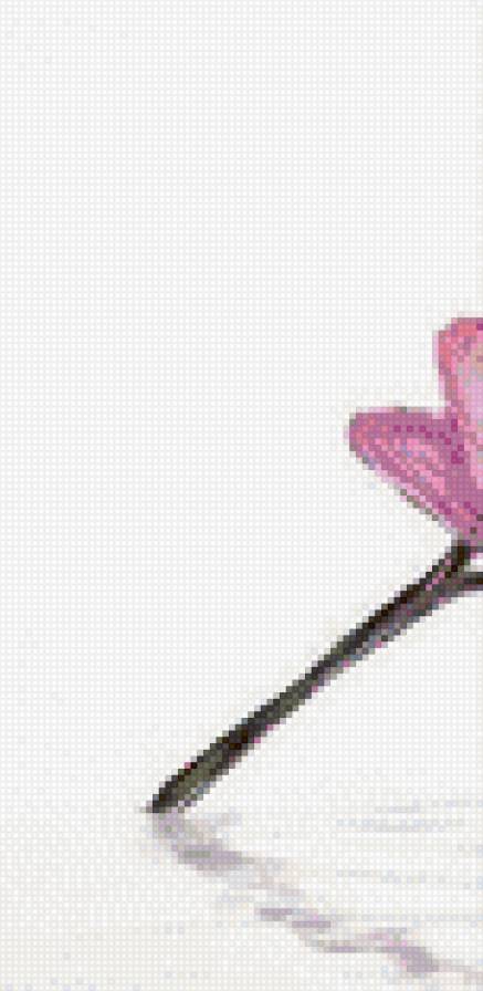 розовые орхидеи - 1 - орхидеи - предпросмотр