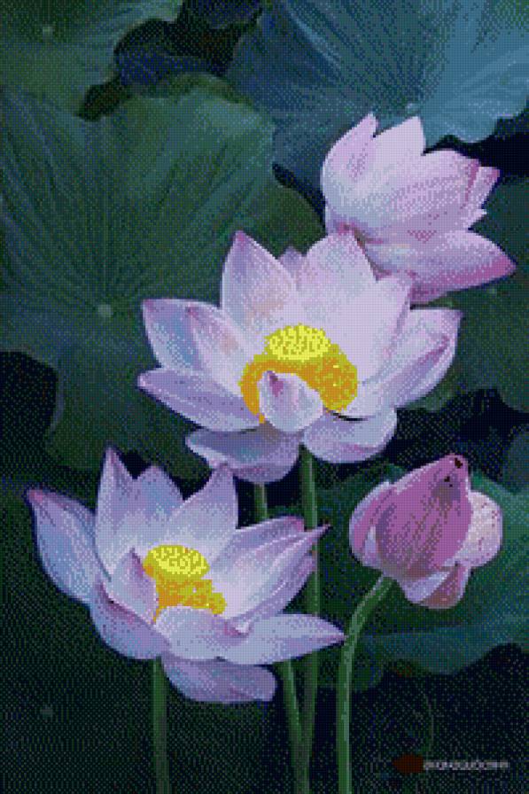 лотос - цветы - предпросмотр