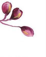 розовые орхидеи - 4