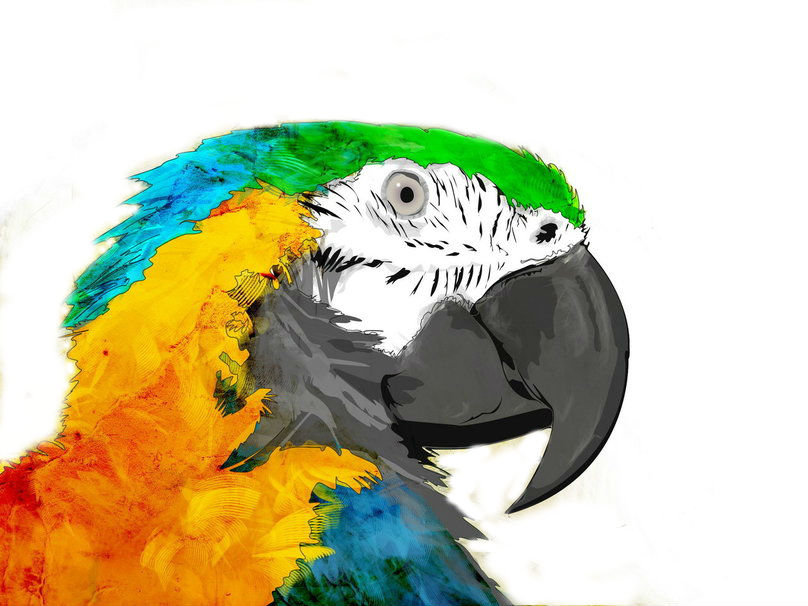 Попугай - оригинал